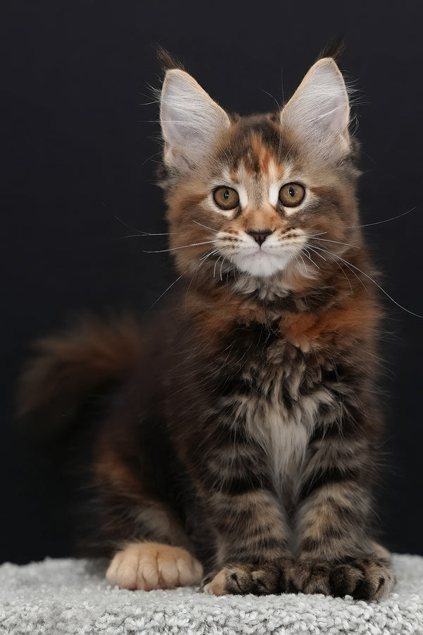 Uslada | Polydactyl Maine Coon Kitten