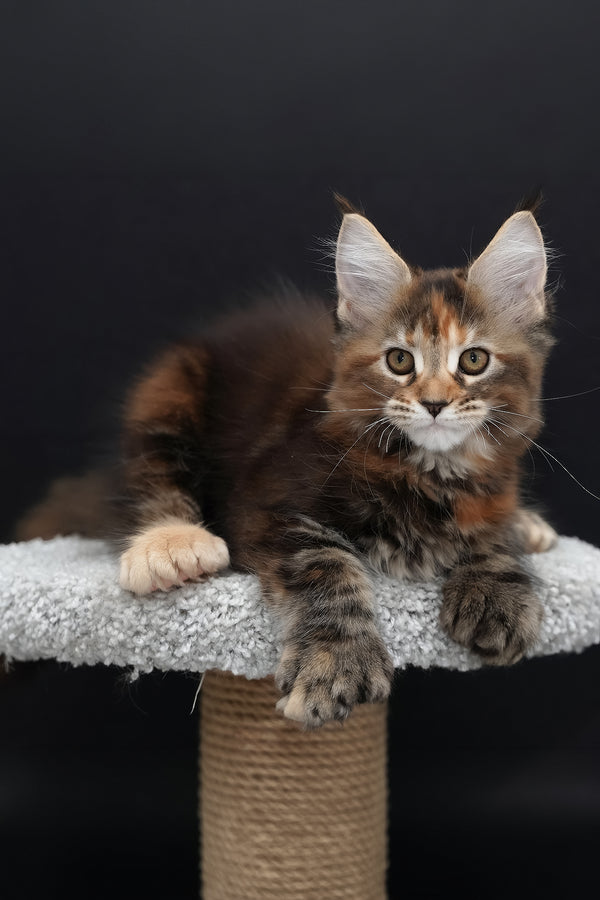 Uslada | Polydactyl Maine Coon Kitten