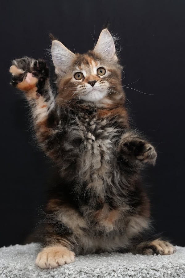 Uslada | Polydactyl Maine Coon Kitten
