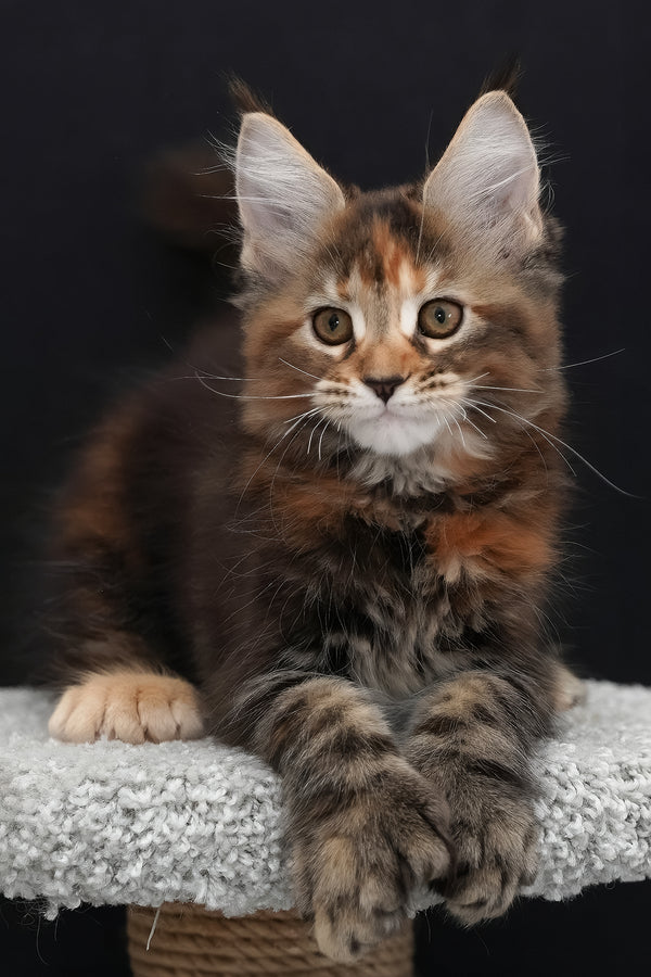 Uslada | Polydactyl Maine Coon Kitten
