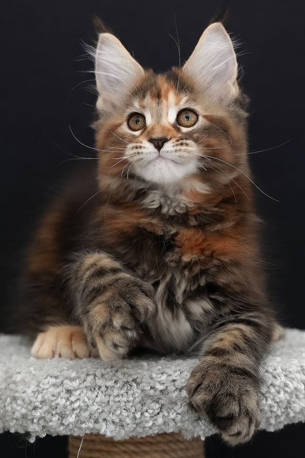 Uslada | Polydactyl Maine Coon Kitten