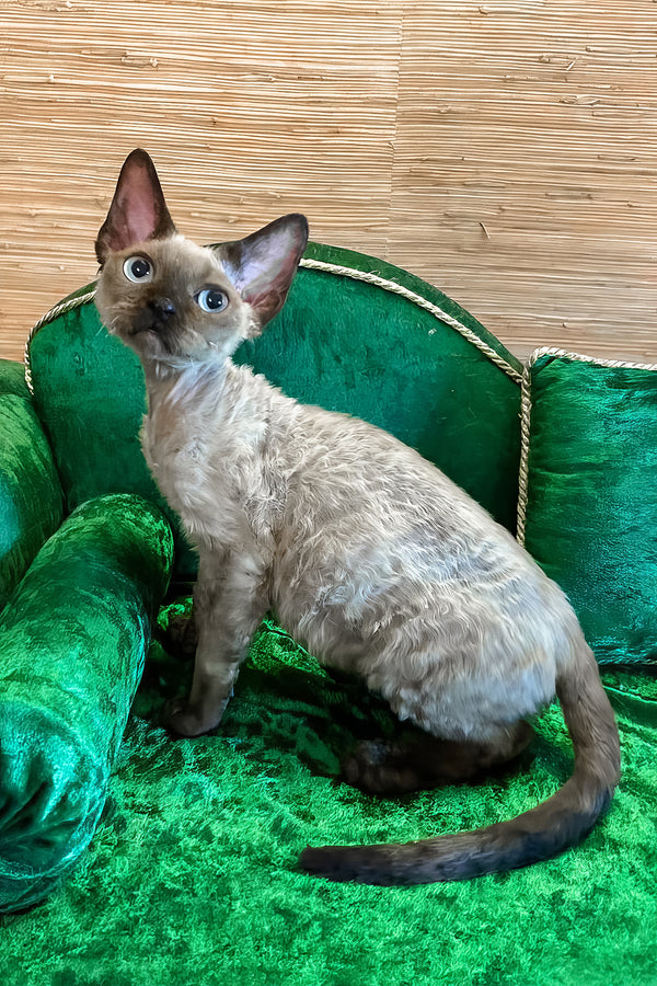 Valera | Devon Rex Kitten