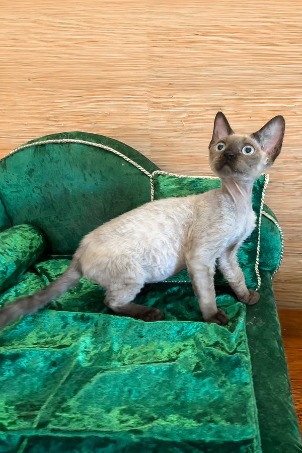 Valera | Devon Rex Kitten