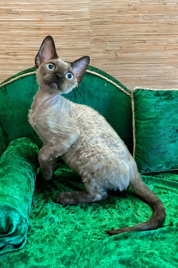 Valera | Devon Rex Kitten