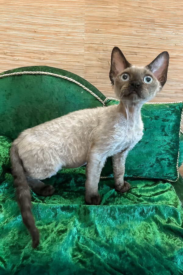 Valera | Devon Rex Kitten