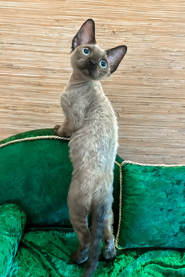 Valera | Devon Rex Kitten