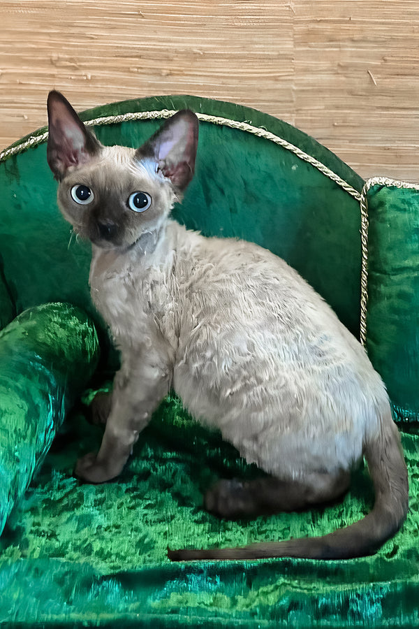 Valera | Devon Rex Kitten