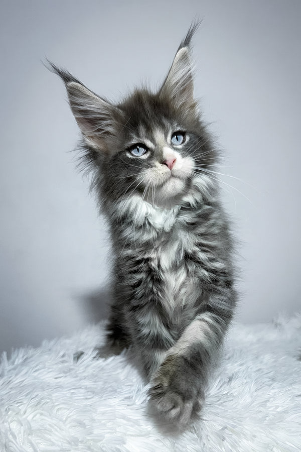 Vanella | Maine Coon Kitten