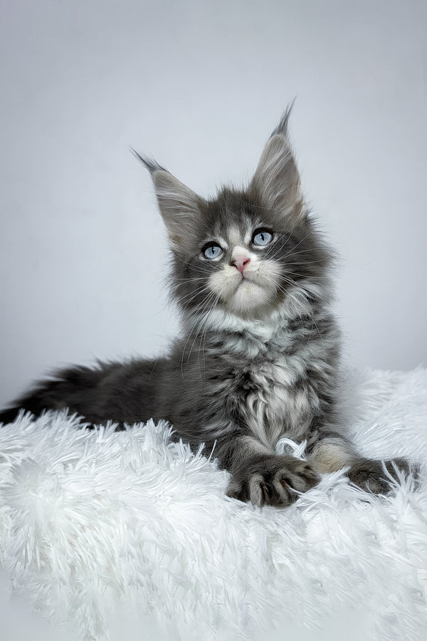 Vanella | Maine Coon Kitten