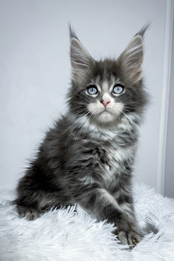Vanella | Maine Coon Kitten