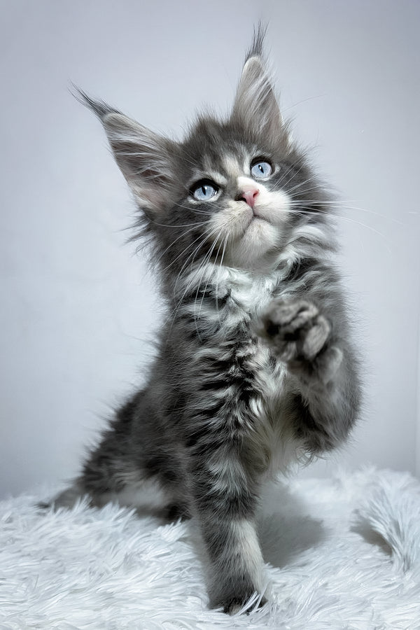 Vanella | Maine Coon Kitten