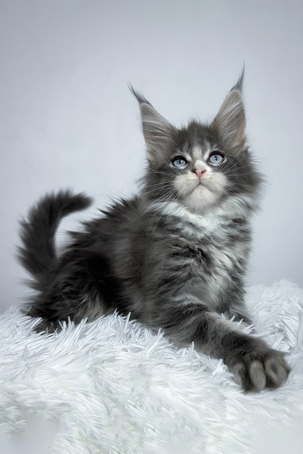 Vanella | Maine Coon Kitten