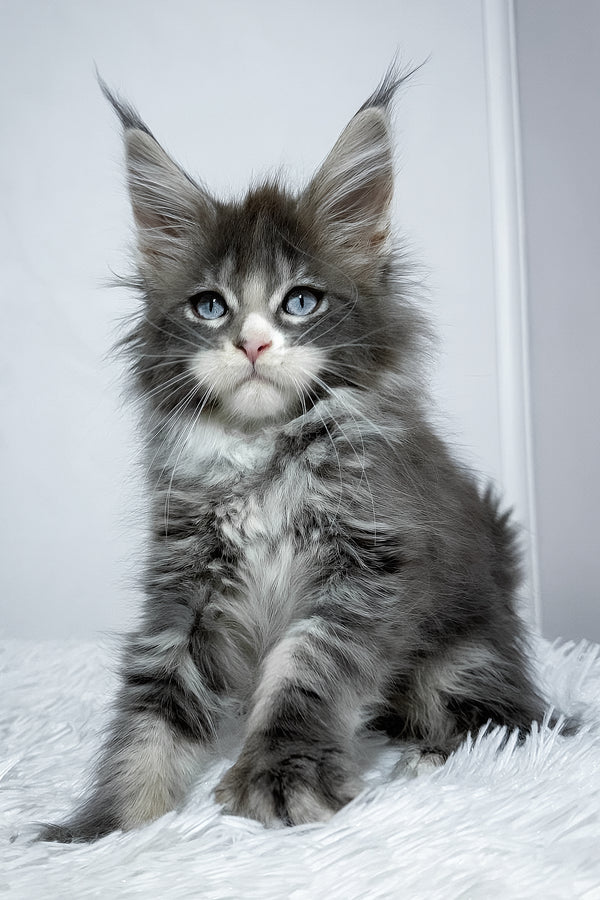 Vanella | Maine Coon Kitten