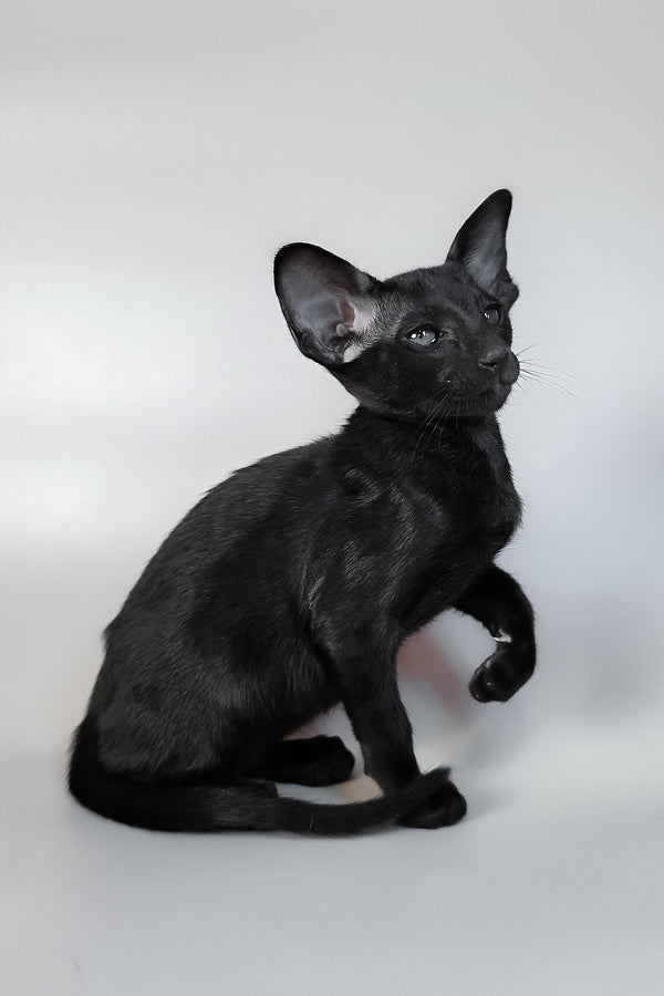 Veles | Oriental Shorthair Kitten