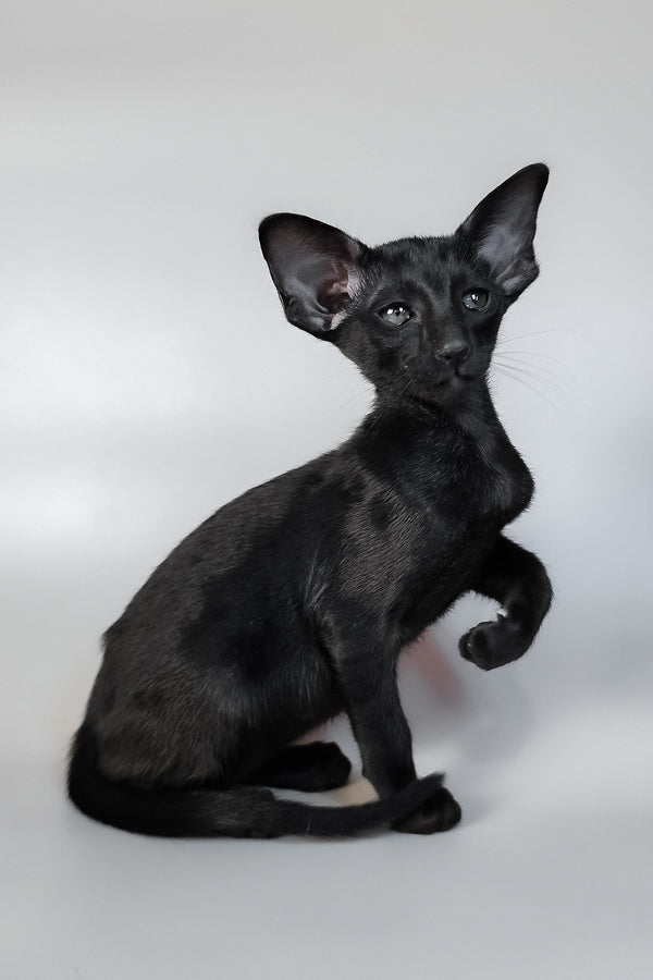 Veles | Oriental Shorthair Kitten