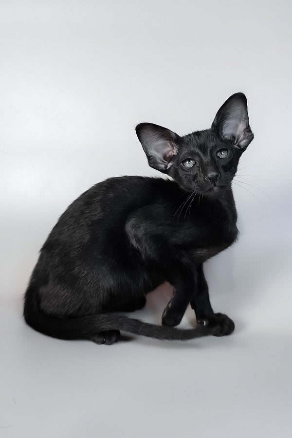 Veles | Oriental Shorthair Kitten
