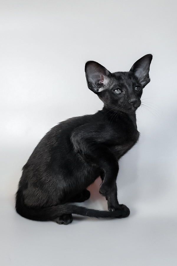 Veles | Oriental Shorthair Kitten