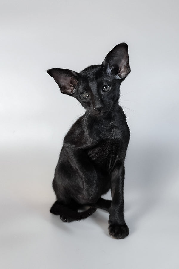 Veles | Oriental Shorthair Kitten