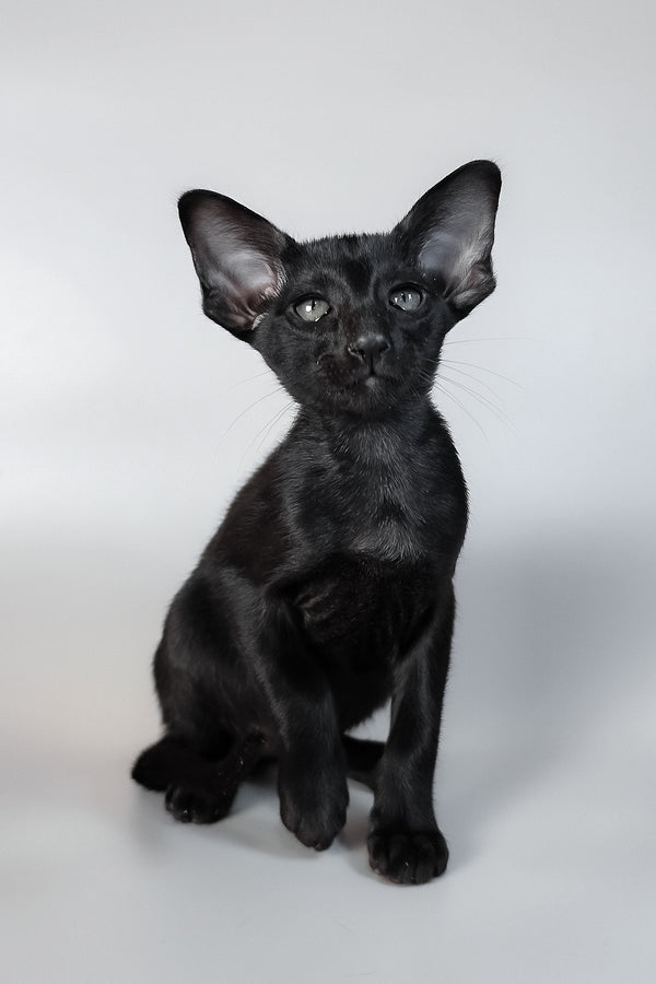 Veles | Oriental Shorthair Kitten