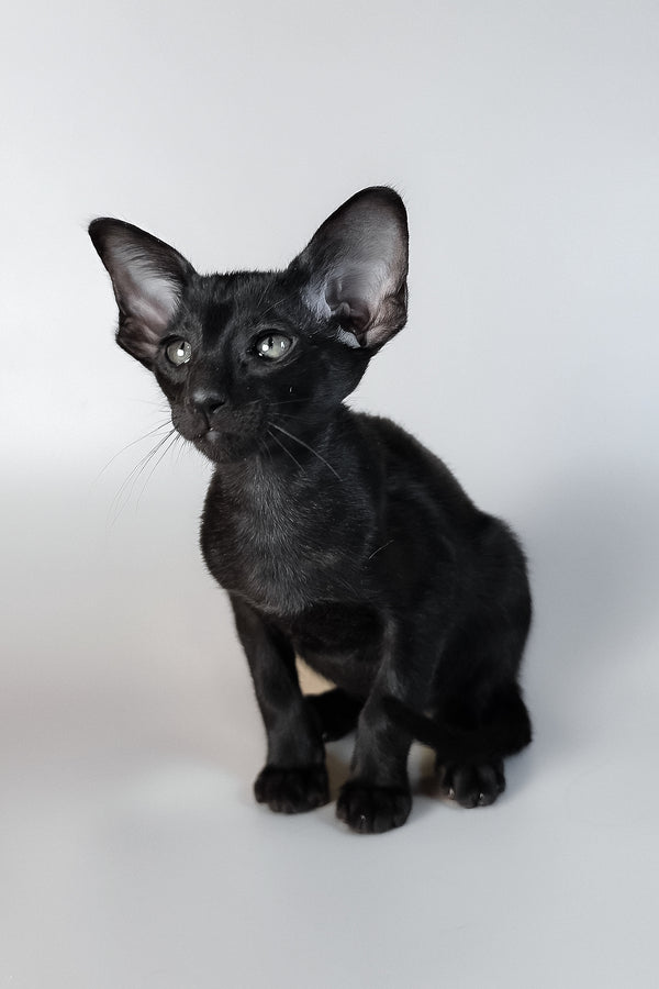 Veles | Oriental Shorthair Kitten