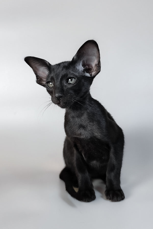 Veles | Oriental Shorthair Kitten