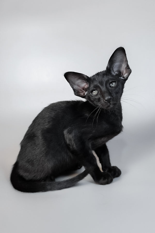Veles | Oriental Shorthair Kitten