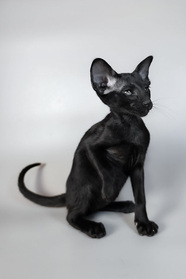 Veles | Oriental Shorthair Kitten