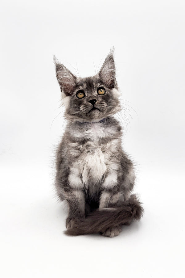 Veter | Maine Coon Kitten