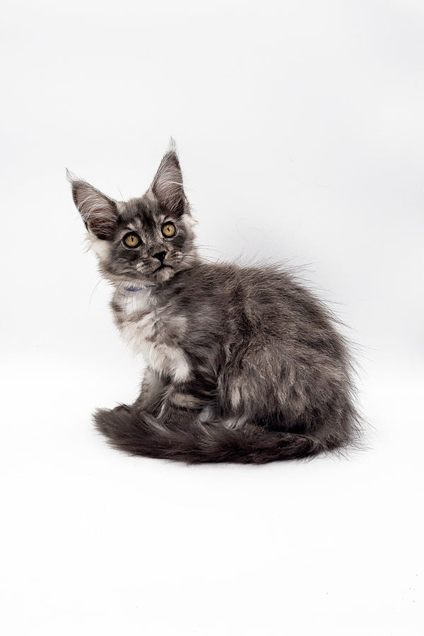 Veter | Maine Coon Kitten