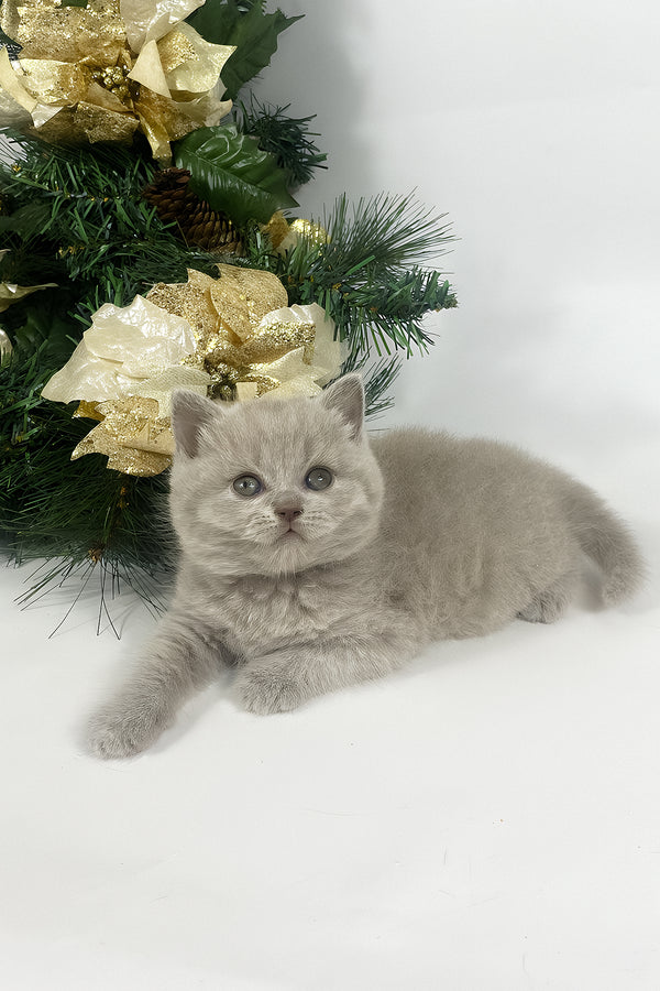 Windi | British Shorthair Kitten