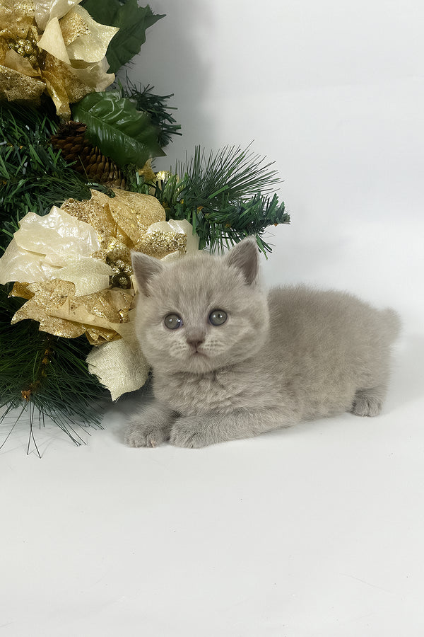 Windi | British Shorthair Kitten