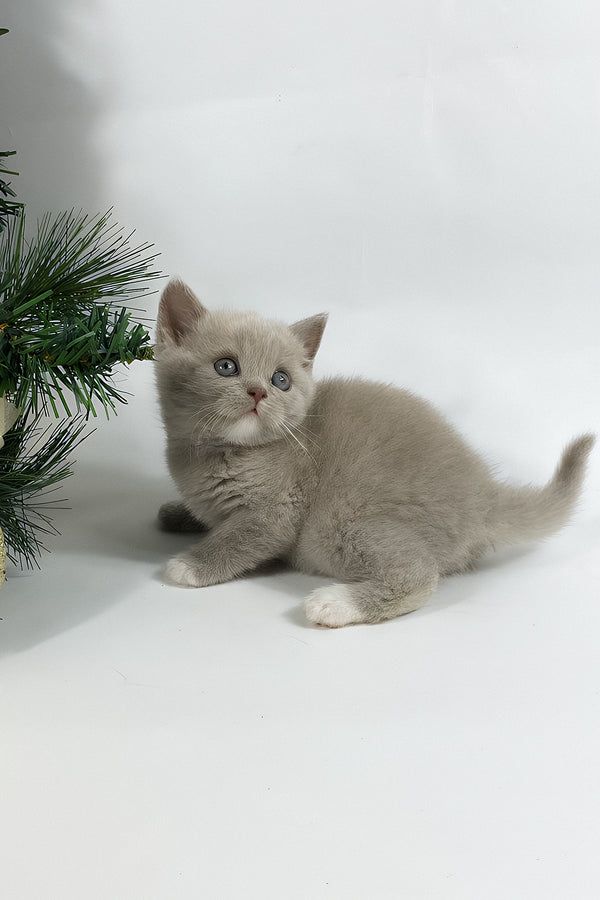 Windi | British Shorthair Kitten