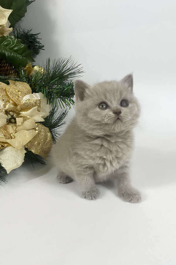 Windi | British Shorthair Kitten