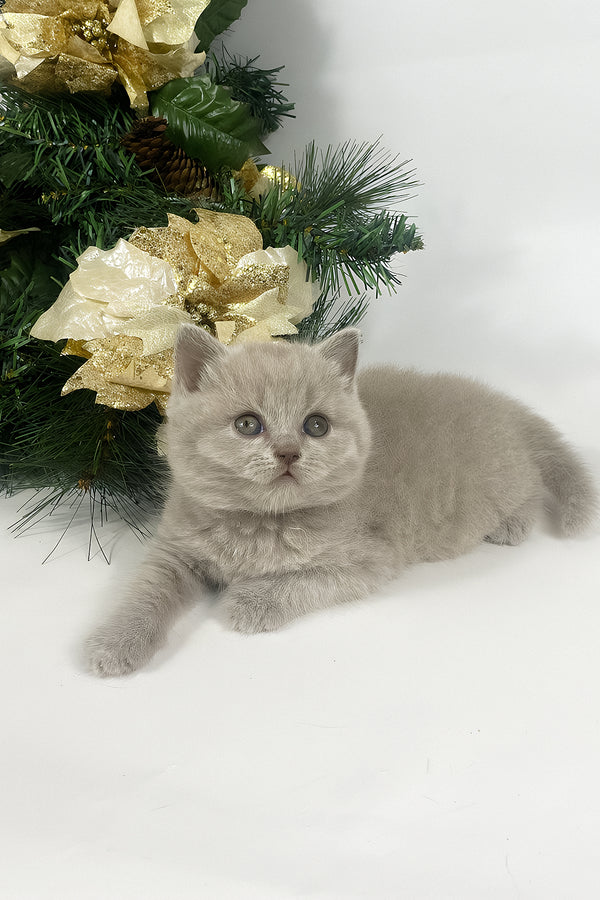Windi | British Shorthair Kitten