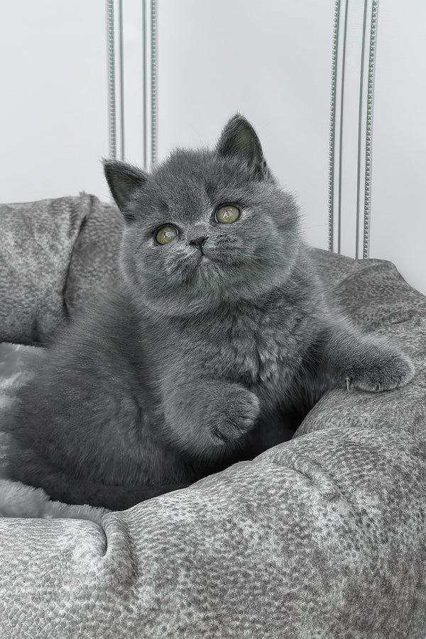 Winny | British Shorthair Kitten
