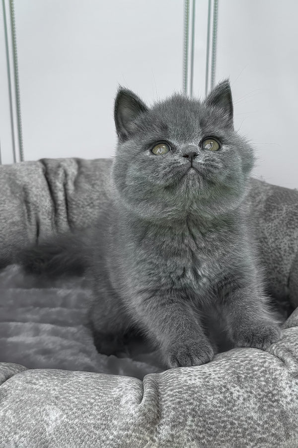 Winny | British Shorthair Kitten