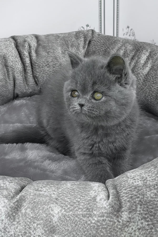 Winny | British Shorthair Kitten