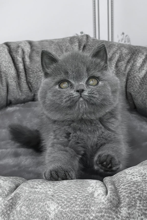 Winny | British Shorthair Kitten