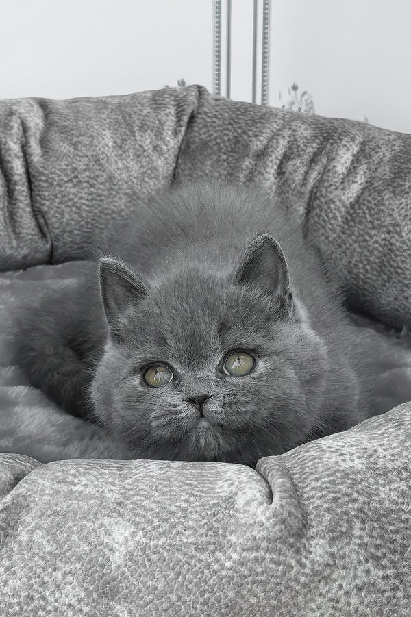Winny | British Shorthair Kitten