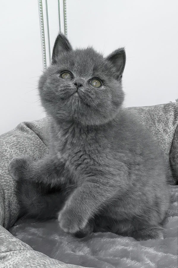 Winny | British Shorthair Kitten