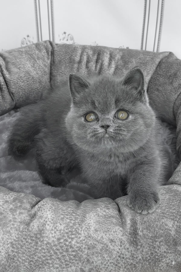 Winny | British Shorthair Kitten