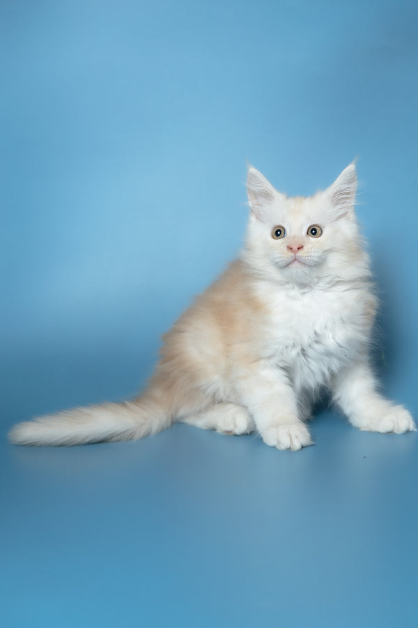 Winter | Maine Coon Kitten