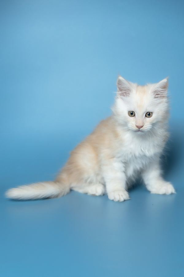 Winter | Maine Coon Kitten
