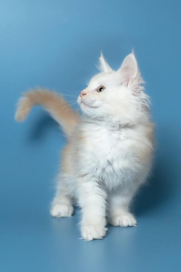 Winter | Maine Coon Kitten