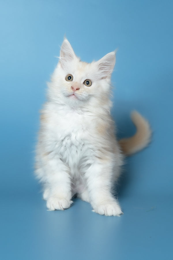 Winter | Maine Coon Kitten