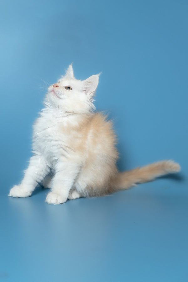 Winter | Maine Coon Kitten