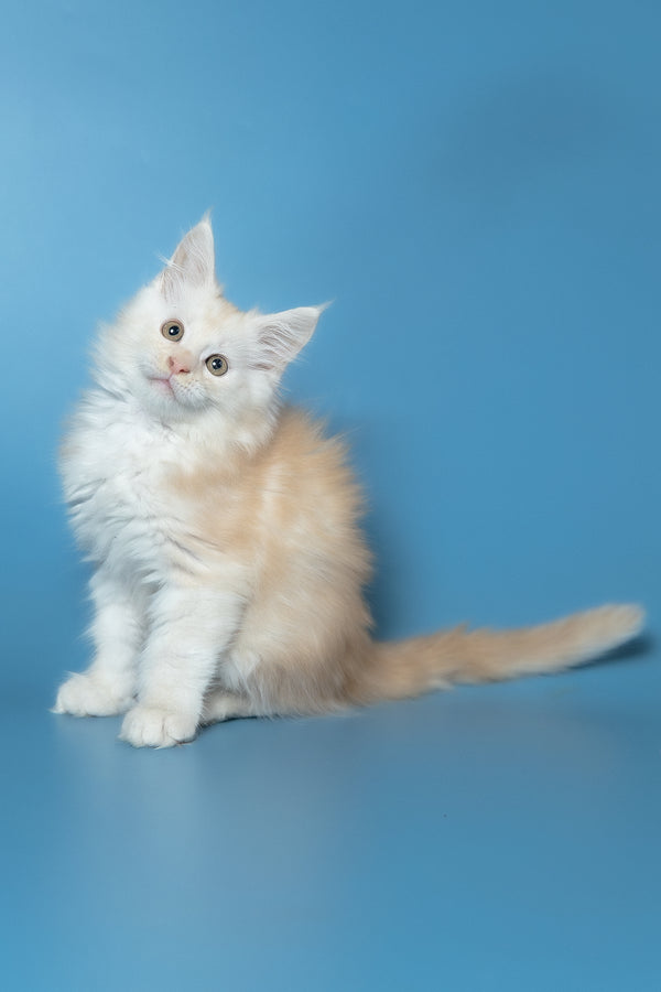 Winter | Maine Coon Kitten