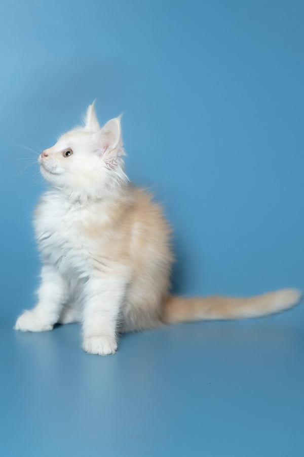 Winter | Maine Coon Kitten