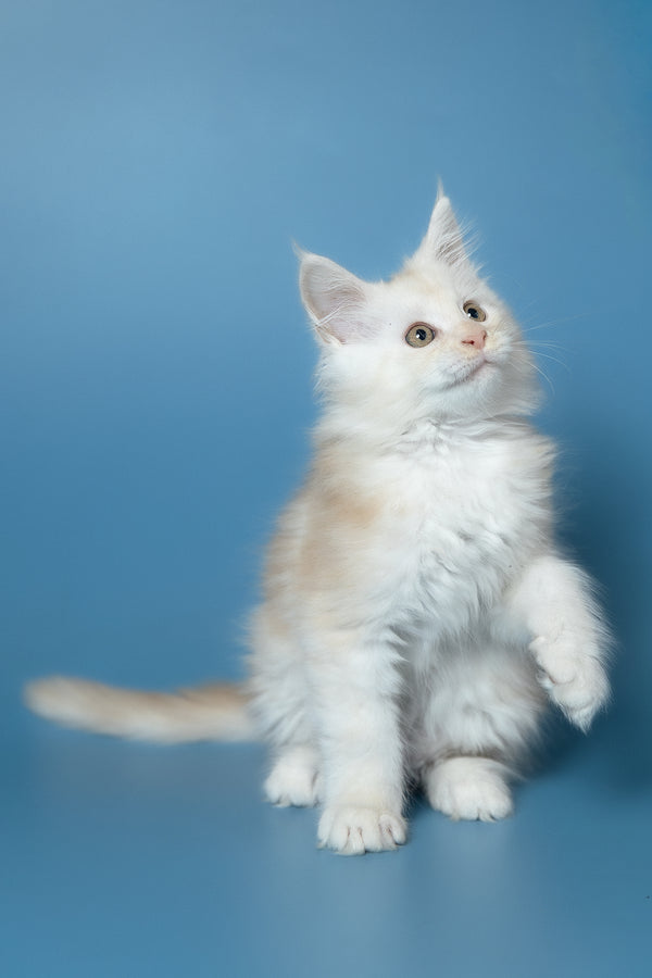 Winter | Maine Coon Kitten