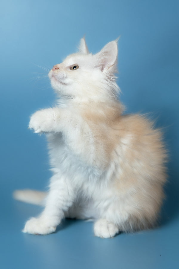 Winter | Maine Coon Kitten